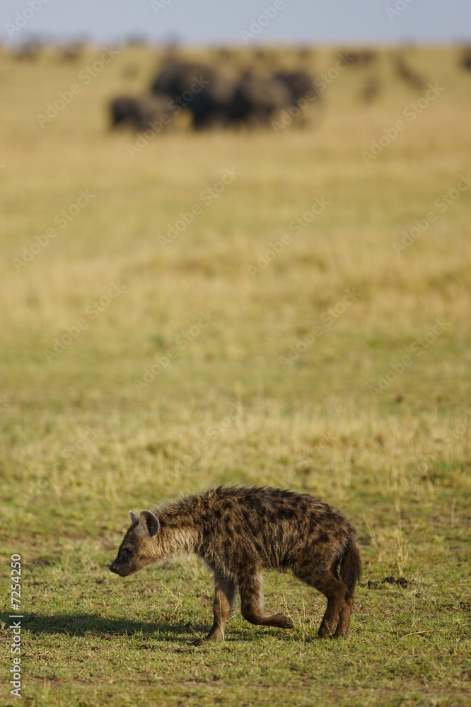 African Hyena