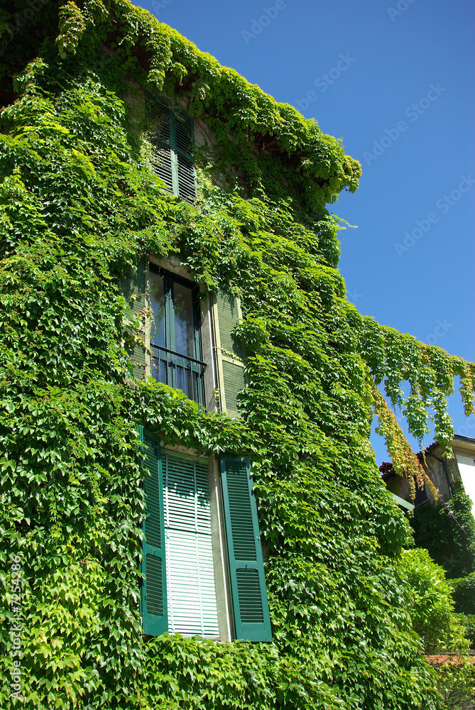 Ivy façade