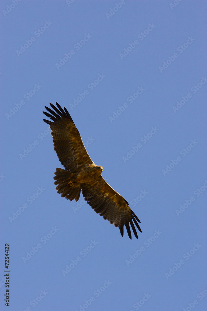Fototapeta premium African Vultures