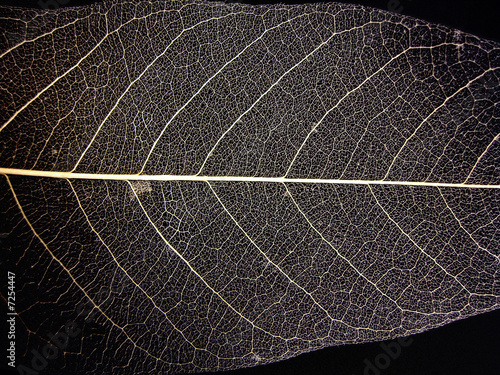 Leaf nerves photo