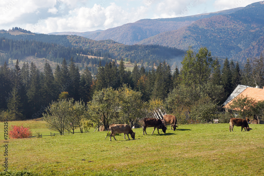 Obraz premium Cow group on pasture