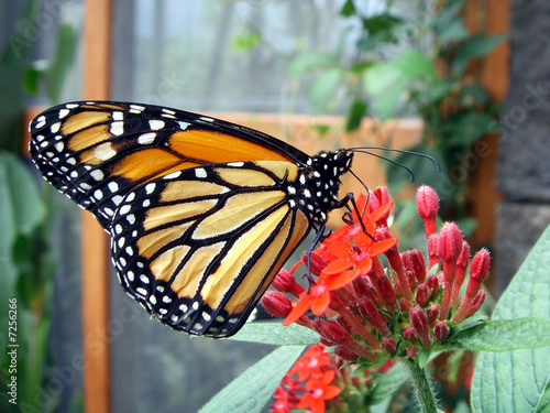 фотографія Monarch butterfly.