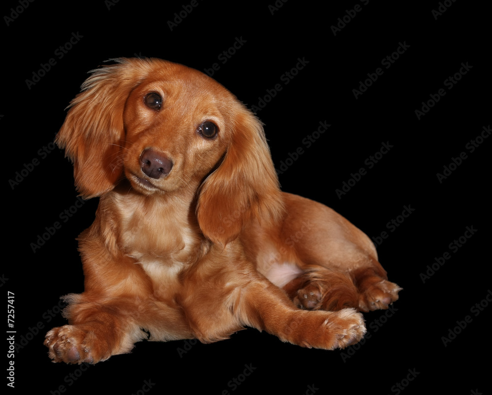 Dachshund Dachshund
