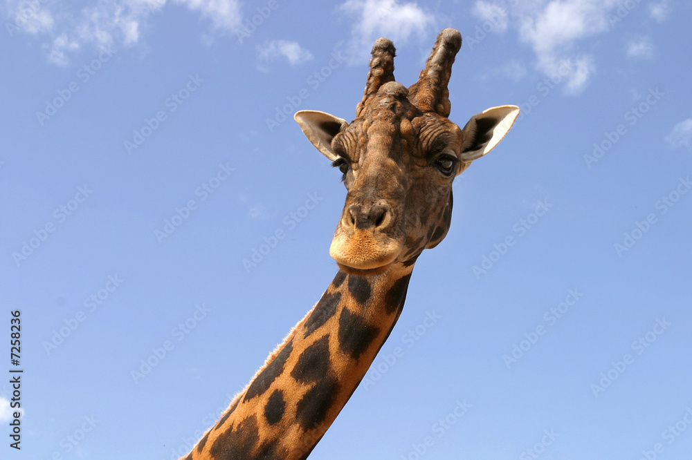 Girafa 2
