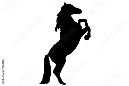 Pferd