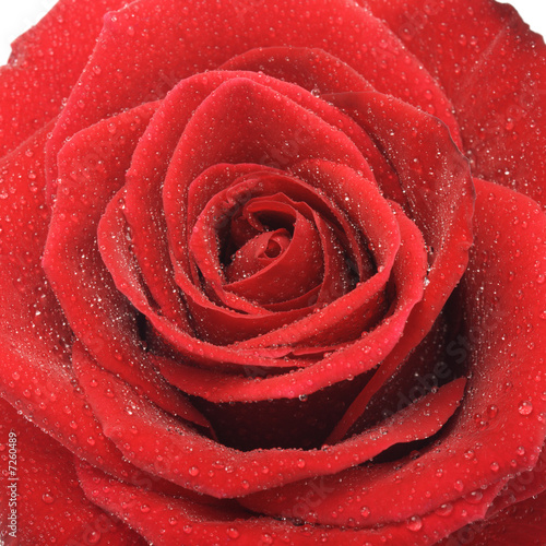 Macro image of wet red rose with water droplets.