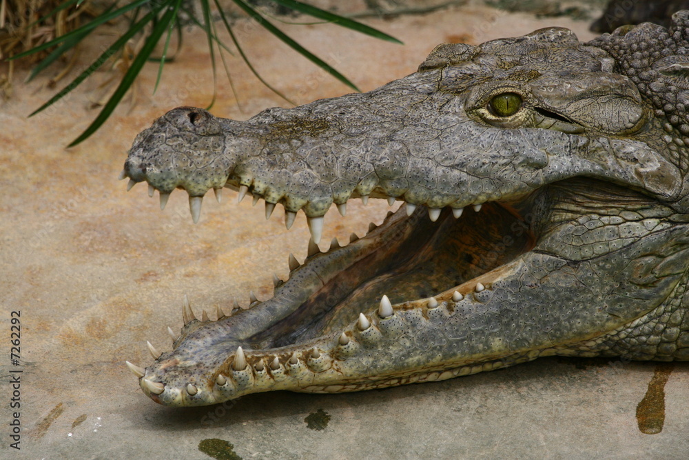 Fototapeta premium gueule de croco