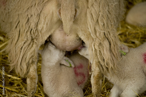 suckling lambs