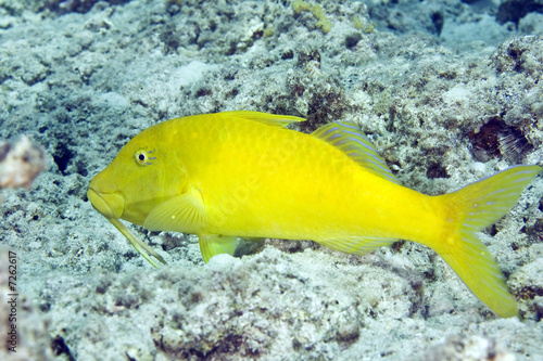 yellowsaddle goatfish (parupeneus cyclostomus)