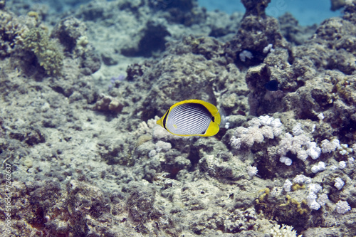 blackbacked butterflyfish (chaetodon melannotus) photo