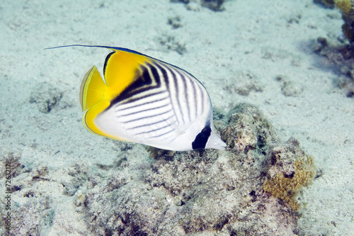 фотографія threadfin butterflyfish (chaetodon auriga)