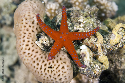 ghardaqa sea star (fromia ghardaqana) photo