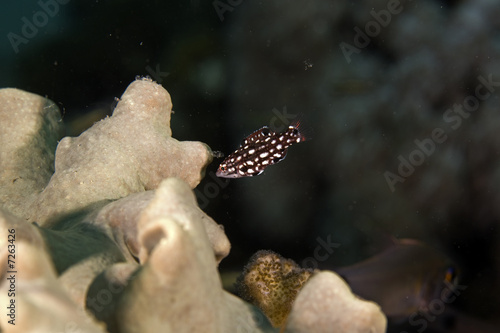 diana's hogfish uv. (bodianus diana) photo