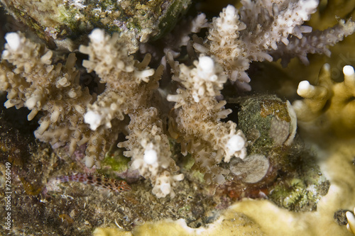 acropora lamarcki (discover the small species inside)