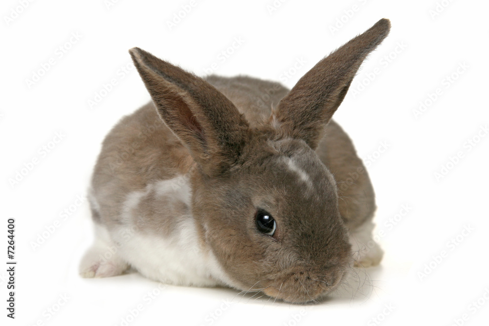 Obraz premium Adorable Bunny on White Background