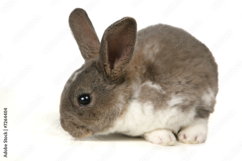 Obraz premium Adorable Bunny on White Background