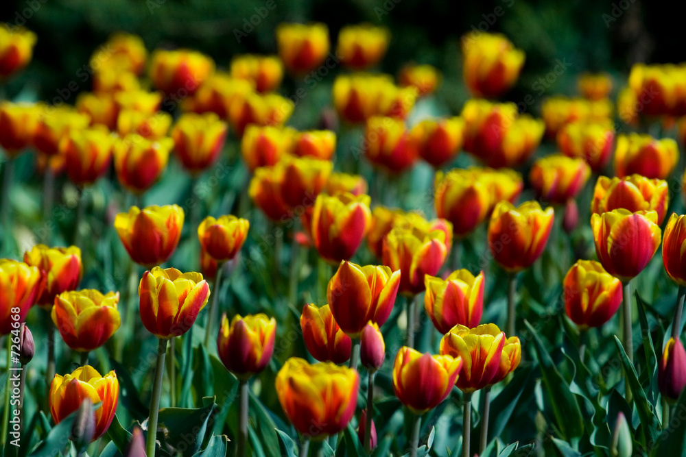 Fototapeta premium Tulips