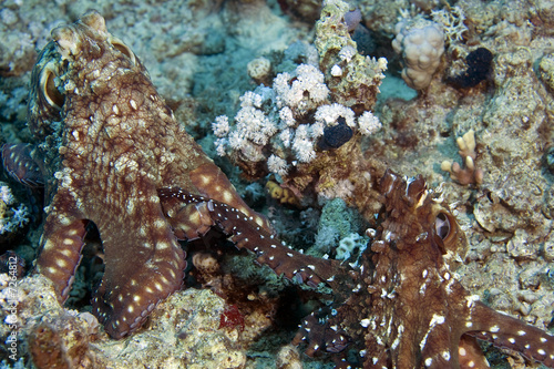 two loving reef octopus (octopus cyaneus)