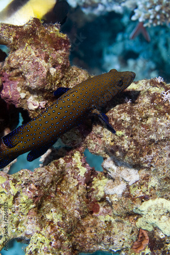 peacock grouper  cephalopholis argus 