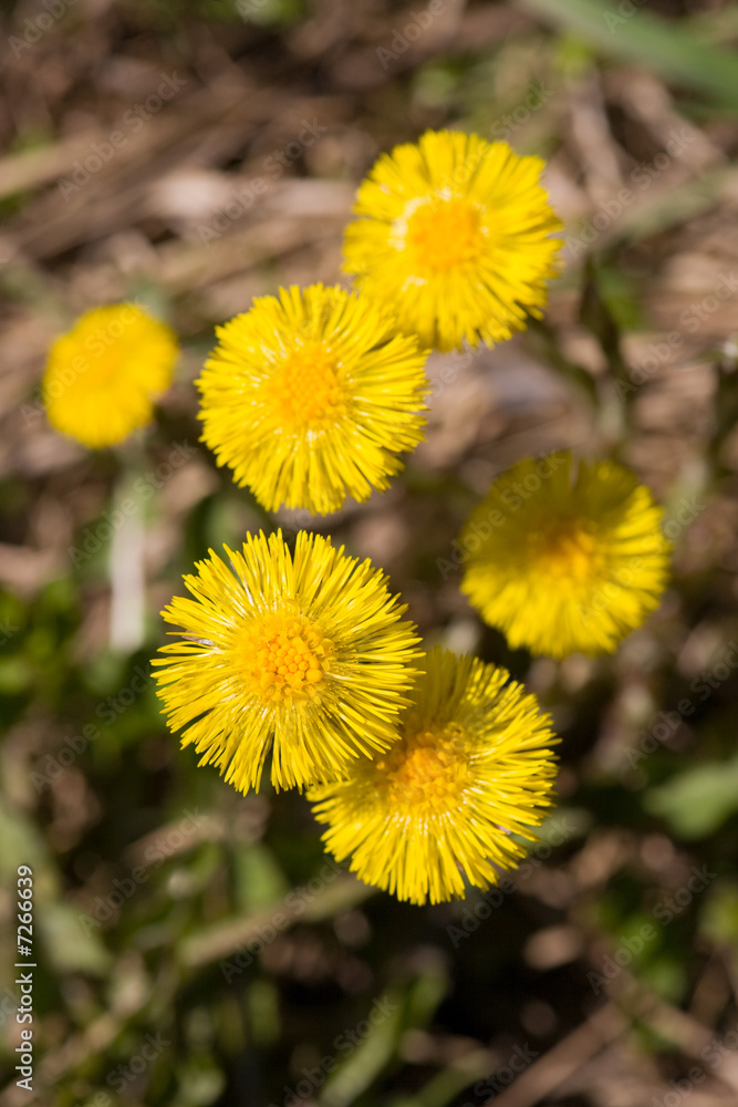 coltsfoot coltsfoot