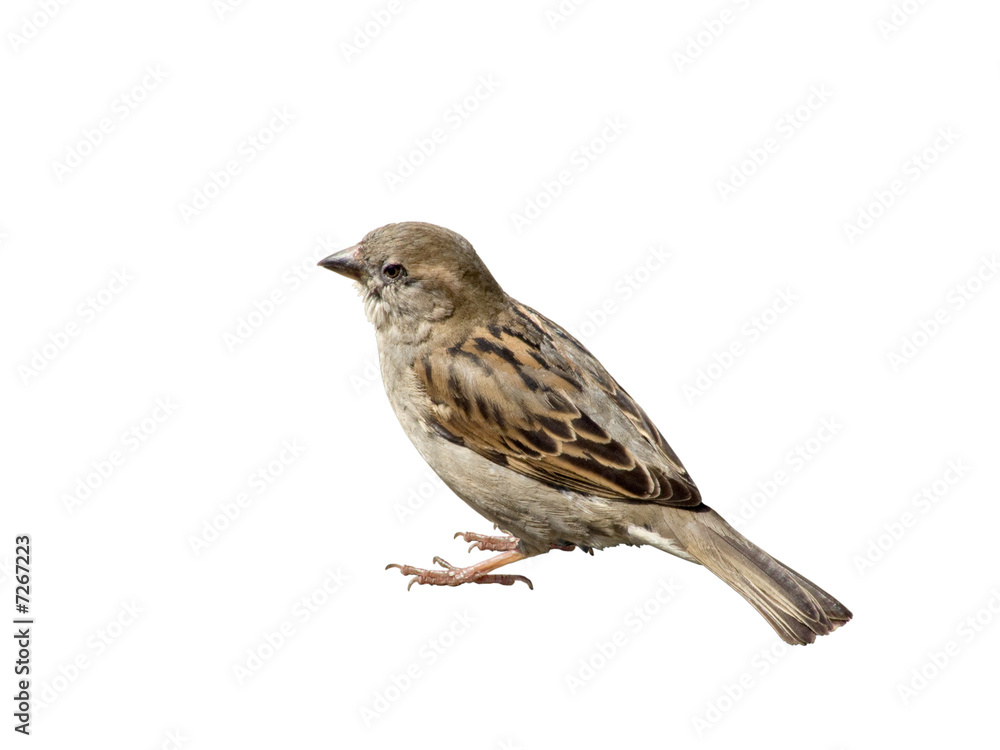 Sparrow Sparrow