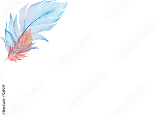 plumes isolées sur fond blanc