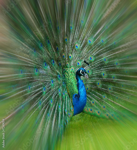 peacock colour explosion