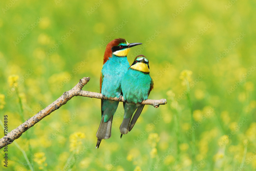 pareja de abejarucos pareja de abejarucos
