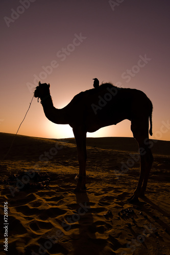Camel silhouette at sunrise