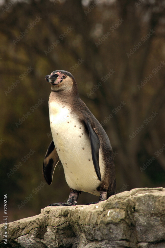 Fototapeta premium Penguin