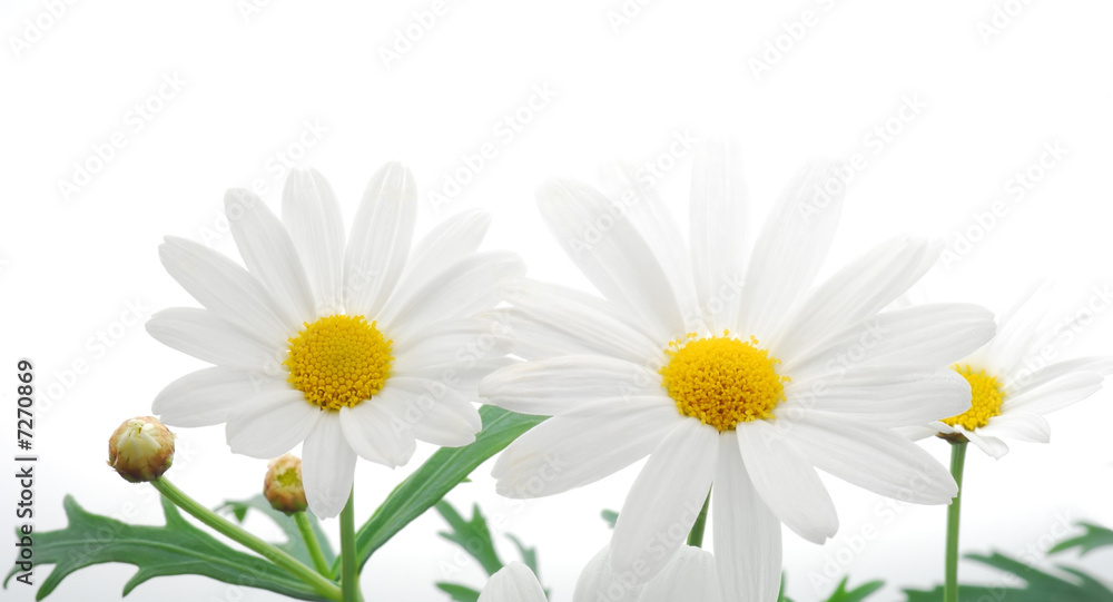 Fototapeta premium white spring marguerite