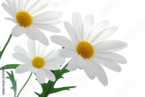 beautiful white spring marguerite against white background