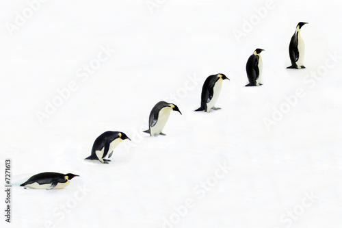 Evolution of the Emperor Penguin