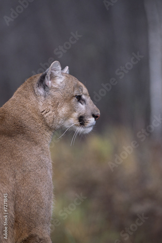 Cougar portrait