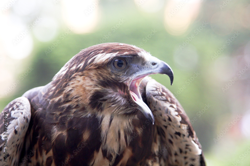 Fototapeta premium Close-up of a Falcon