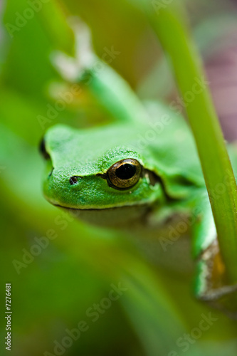 Cute green frog