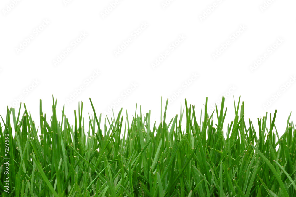 Obraz premium Grass on white background
