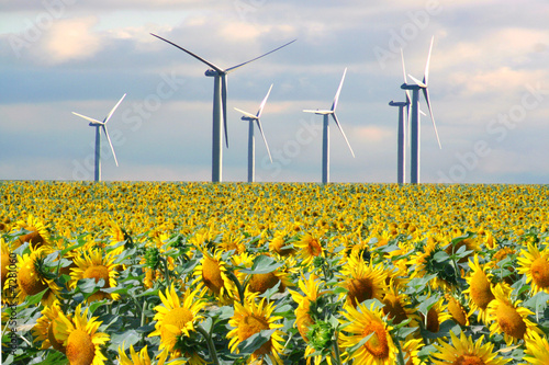 tournesols et éoliennes