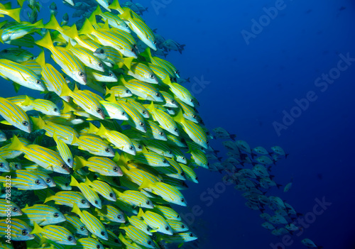 Blaustreifenschnapper