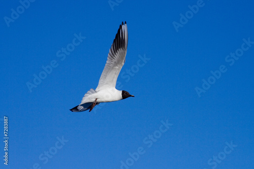 Seagull © Evgeny Gultyaev