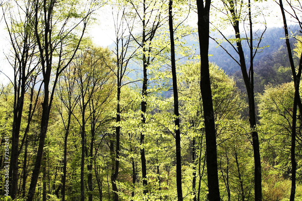 Spring in forest