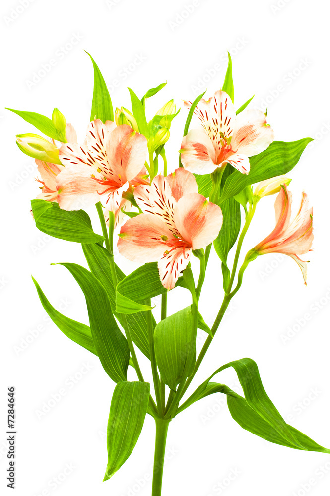 Obraz lily isolated