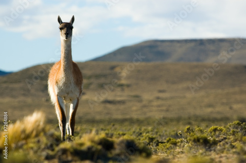 Guanaco (Lama guanicoe) in Patagonia, southern Argentina.