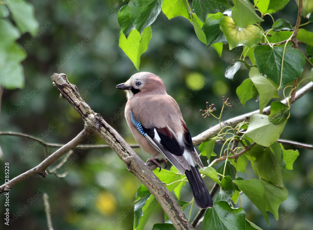 Jay perching on a branch