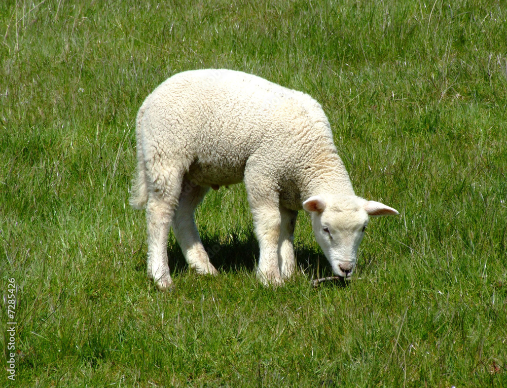 Schaf auf der Weide