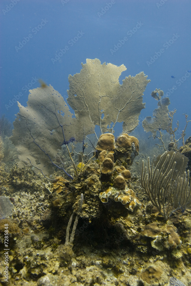 Naklejka premium Common Sea Fans (Gorgonia ventalina)