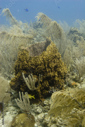 Giant Barrel Sponge photo