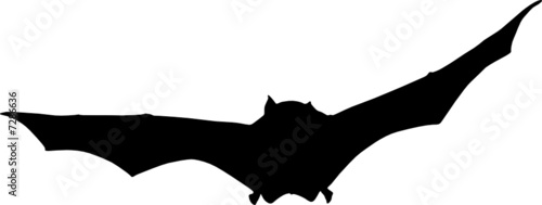 fledermaus