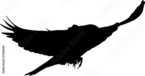 vogel