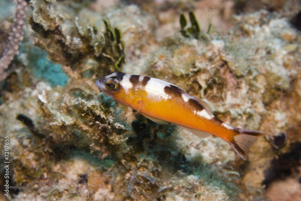 Tobaccofish (Serranus tabacarius) Tobaccofish (Serranus tabacarius)